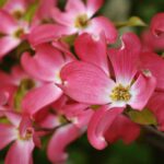 cornus florida cherokee sunset 1