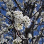 cornus florida double white 1