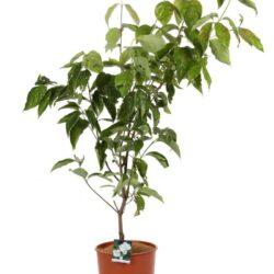 cornus florida double white