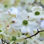 cornus florida rainbow 1