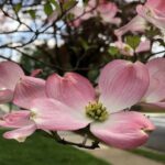 cornus florida sunset 1