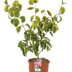 cornus florida sunset