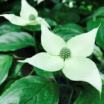 cornus kousa china girl 2