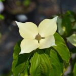cornus kousa teutonia 1