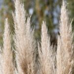cortaderia selloana pumila erba della pampas 1