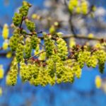 corylopsis spicata corilopsis