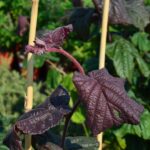 corylus avellana red majestic nocciolo rosso