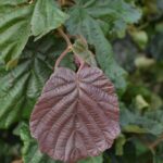corylus avellana rote contorta nocciolo rosso