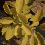 cotinus coggygria golden lady albero della nebbia 2 1