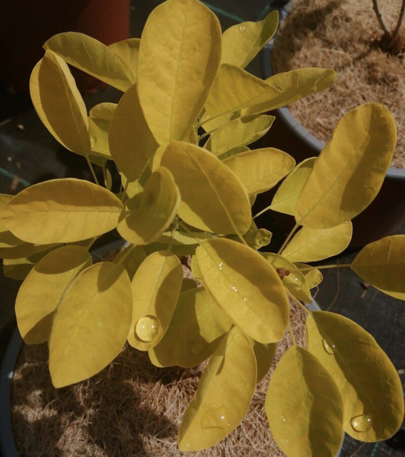 cotinus coggygria golden lady albero della nebbia 2 1