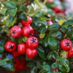 cotoneaster horizontalis cotognastro 2