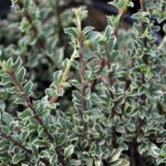cotoneaster horizontalis variegata cotognastro 2