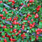 cotoneaster microphyllum queen of carpets cotognastro 1