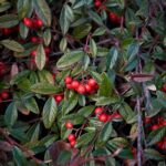 cotoneaster salicifolius parkteppich cotognastro 1