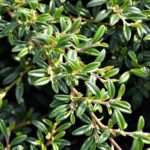 cotoneaster salicifolius repens gnom cotognastro 1