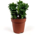 crassula capitella 2