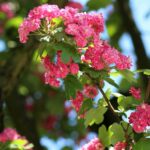 crataegus laevigata pauls scarlet biancospino