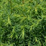 cryptomeria japonica elegans viridis 1
