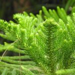 cryptomeria japonica giokumo dettaglio 015650