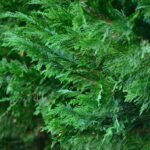 cupressocyparis leylandii v19 dettaglio 000403