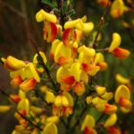 cytisus scoparius andreanus splendens ginestra 1