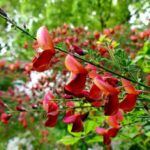 cytisus scoparius burkwoodii ginestra 1