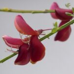 cytisus scoparius frisia ginestra 1