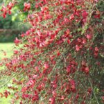 cytisus scoparius red favorite ginestra 1
