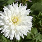 dalia white bloom 1