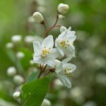 deutzia gracilis deuzia 1