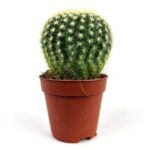 echinocactus grusonii 1