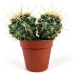 echinocactus grusonii