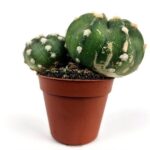 echinopsis subdenudata
