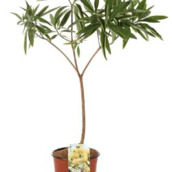 edgeworthia chrysantha pianta di san giuseppe 2