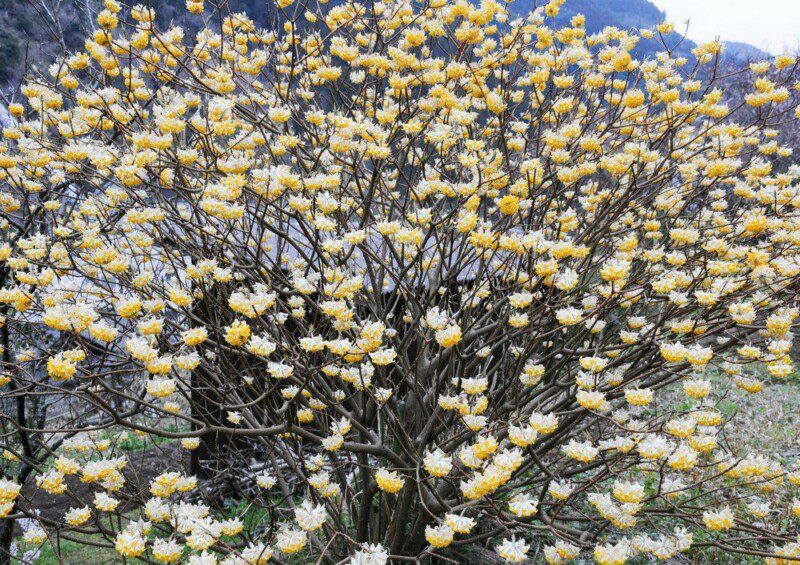 edgeworthia chrysantha pianta di san giuseppe
