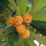 eriobotrya japonica nespolo del giappone 1