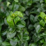 euonymus japonica green spider evonimo 1