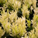 euonymus japonica paloma bianca evonimo 1