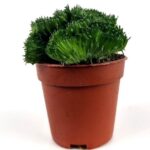 euphorbia flanaganii 1