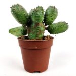 euphorbia pseudoglobosa