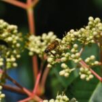 evodia daniellii tetradium pianta del miele 1