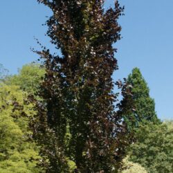 fagus sylvatica dawyck purple faggio 4