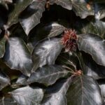 fagus sylvatica swat magret foglia rossa faggio 1