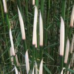 fargesia robusta 1 1