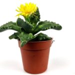 faucaria tigrina