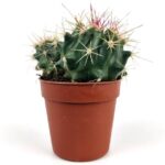 ferocactus pottsii