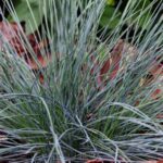 festuca glauca azurit 1