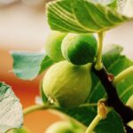 fico brogiotto bianco certificato frutcert 1