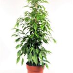 ficus benjamina 2