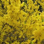 forsythia intermedia lynwood forsizia 2